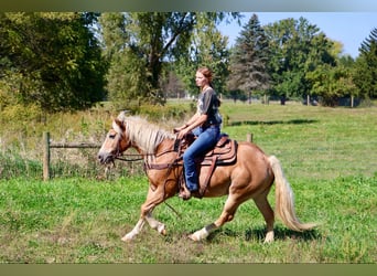 Haflinger / Avelignese, Castrone, 14 Anni, 145 cm, Sauro ciliegia
