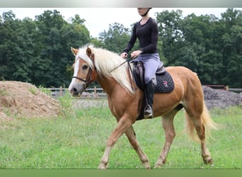 Haflinger / Avelignese, Castrone, 14 Anni, 145 cm, Sauro ciliegia
