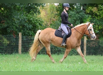 Haflinger / Avelignese, Castrone, 14 Anni, 145 cm, Sauro ciliegia