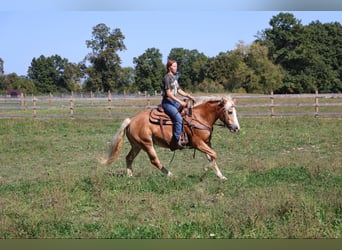 Haflinger / Avelignese, Castrone, 14 Anni, 145 cm, Sauro ciliegia