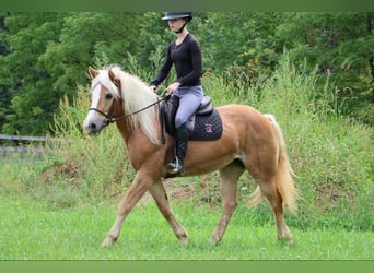 Haflinger / Avelignese, Castrone, 14 Anni, 145 cm, Sauro ciliegia