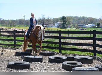 Haflinger / Avelignese, Castrone, 14 Anni, 147 cm, Sauro scuro