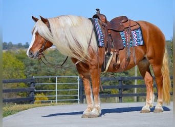 Haflinger / Avelignese, Castrone, 14 Anni, 147 cm, Sauro scuro
