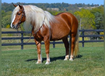 Haflinger / Avelignese, Castrone, 14 Anni, 147 cm, Sauro scuro