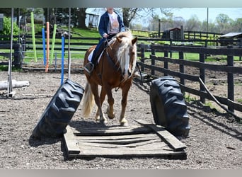 Haflinger / Avelignese, Castrone, 14 Anni, 147 cm, Sauro scuro
