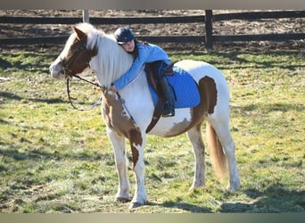 Haflinger / Avelignese, Castrone, 14 Anni, 147 cm, Tobiano-tutti i colori