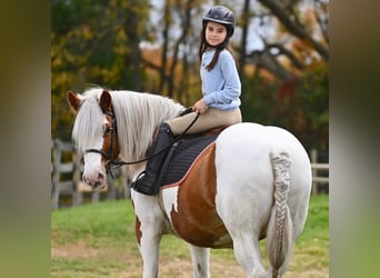 Haflinger / Avelignese, Castrone, 14 Anni, 147 cm, Tobiano-tutti i colori