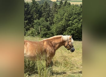 Haflinger / Avelignese, Castrone, 14 Anni, 148 cm, Sauro