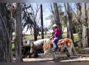 Haflinger / Avelignese, Castrone, 14 Anni, 150 cm, Sauro ciliegia