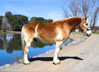 Haflinger / Avelignese, Castrone, 14 Anni, 150 cm, Sauro ciliegia