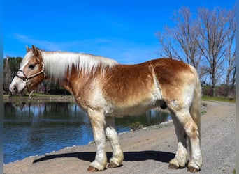 Haflinger / Avelignese, Castrone, 14 Anni, 150 cm, Sauro ciliegia