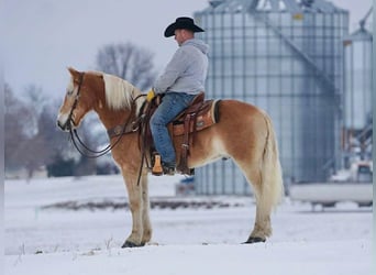 Haflinger / Avelignese, Castrone, 14 Anni, 152 cm, Sauro ciliegia
