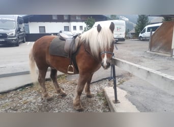 Haflinger / Avelignese, Castrone, 14 Anni, 152 cm, Sauro scuro