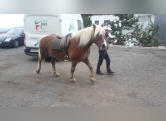 Haflinger / Avelignese, Castrone, 14 Anni, 152 cm, Sauro scuro