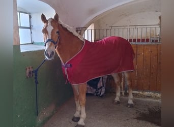 Haflinger / Avelignese, Castrone, 14 Anni, 153 cm, Sauro