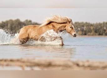 Haflinger / Avelignese, Castrone, 14 Anni, 154 cm, Champagne
