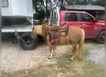 Haflinger / Avelignese, Castrone, 14 Anni, Sauro ciliegia