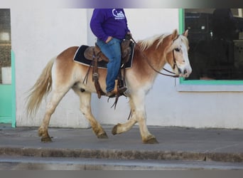Haflinger / Avelignese, Castrone, 14 Anni, Sauro ciliegia