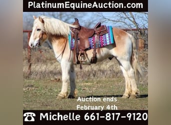 Haflinger / Avelignese, Castrone, 14 Anni, Sauro ciliegia