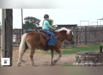 Haflinger / Avelignese, Castrone, 15 Anni, 137 cm, Sauro ciliegia