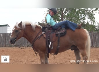 Haflinger / Avelignese, Castrone, 15 Anni, 137 cm, Sauro ciliegia