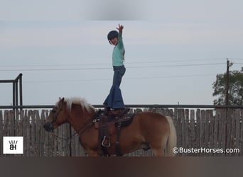 Haflinger / Avelignese, Castrone, 15 Anni, 137 cm, Sauro ciliegia
