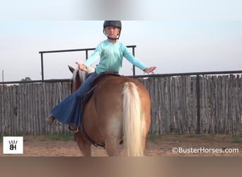Haflinger / Avelignese, Castrone, 15 Anni, 137 cm, Sauro ciliegia