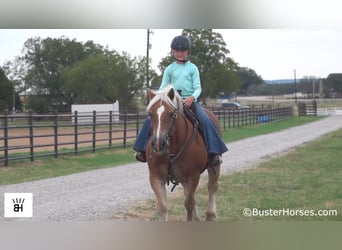 Haflinger / Avelignese, Castrone, 15 Anni, 137 cm, Sauro ciliegia