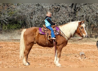 Haflinger / Avelignese, Castrone, 15 Anni, 140 cm, Sauro ciliegia