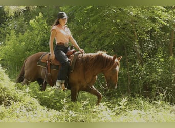 Haflinger / Avelignese, Castrone, 15 Anni, 140 cm, Sauro scuro