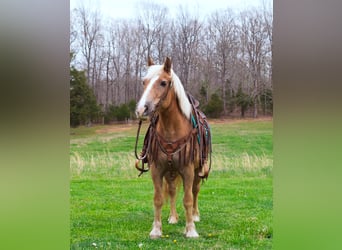 Haflinger / Avelignese, Castrone, 15 Anni, 142 cm, Sauro ciliegia