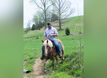 Haflinger / Avelignese, Castrone, 15 Anni, 142 cm, Sauro ciliegia