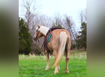 Haflinger / Avelignese, Castrone, 15 Anni, 142 cm, Sauro ciliegia