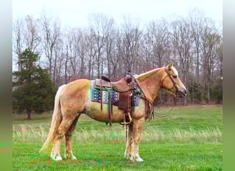 Haflinger / Avelignese, Castrone, 15 Anni, 142 cm, Sauro ciliegia