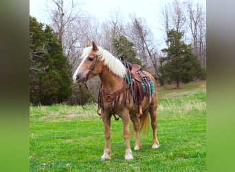 Haflinger / Avelignese, Castrone, 15 Anni, 142 cm, Sauro ciliegia