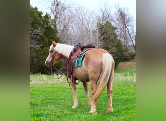 Haflinger / Avelignese, Castrone, 15 Anni, 142 cm, Sauro ciliegia