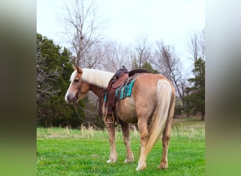Haflinger / Avelignese, Castrone, 15 Anni, 142 cm, Sauro ciliegia
