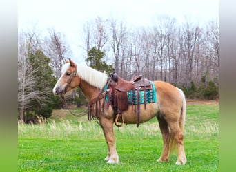 Haflinger / Avelignese, Castrone, 15 Anni, 142 cm, Sauro ciliegia