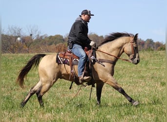 Haflinger / Avelignese, Castrone, 15 Anni, 150 cm, Pelle di daino
