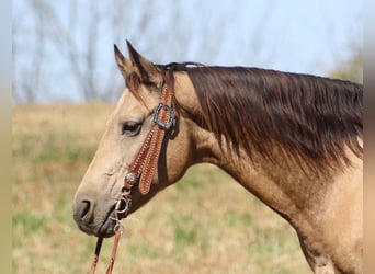 Haflinger / Avelignese, Castrone, 15 Anni, 150 cm, Pelle di daino
