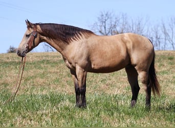 Haflinger / Avelignese, Castrone, 15 Anni, 150 cm, Pelle di daino