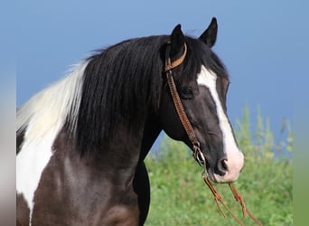 Haflinger / Avelignese, Castrone, 15 Anni, 150 cm, Tobiano-tutti i colori