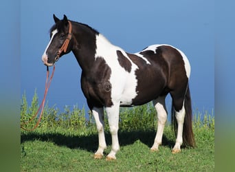 Haflinger / Avelignese, Castrone, 15 Anni, 150 cm, Tobiano-tutti i colori