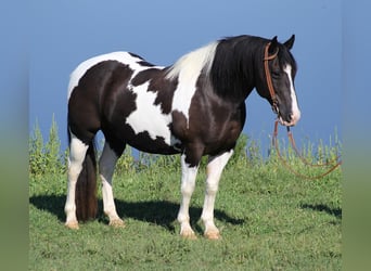 Haflinger / Avelignese, Castrone, 15 Anni, 150 cm, Tobiano-tutti i colori