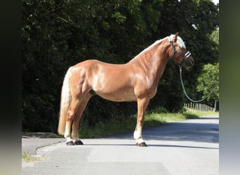 Haflinger / Avelignese, Castrone, 15 Anni, 155 cm, Sauro