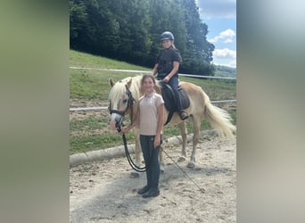 Haflinger / Avelignese, Castrone, 15 Anni, 155 cm, Sauro