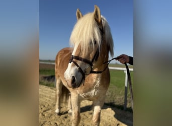 Haflinger / Avelignese, Castrone, 18 Anni, 140 cm, Palomino