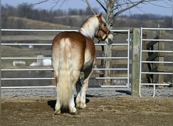 Haflinger / Avelignese, Castrone, 19 Anni, Sauro ciliegia