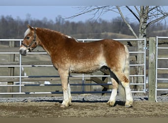 Haflinger / Avelignese, Castrone, 19 Anni, Sauro ciliegia