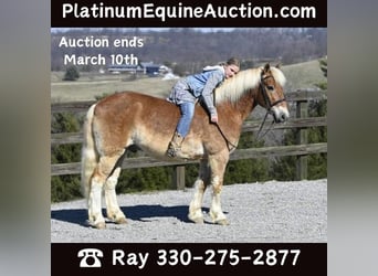 Haflinger / Avelignese, Castrone, 19 Anni, Sauro ciliegia